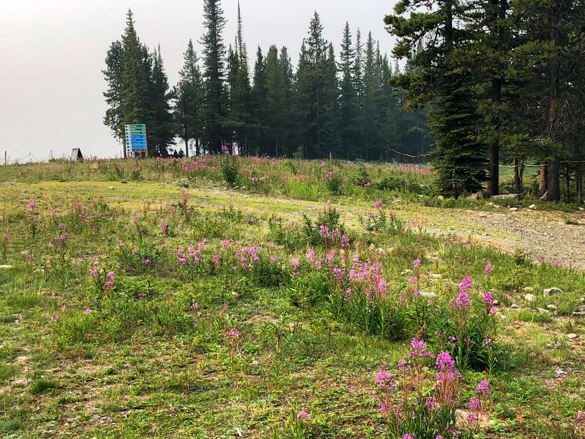 Interpretive Centre on the Lake Louise Ski Hill Hike from Lake Louise in Banff National Park