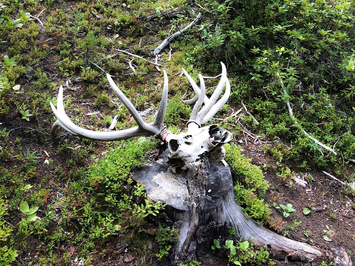 A skull and rack on the Lake Louise Ski Hill Hike from Lake Louise in Banff National Park