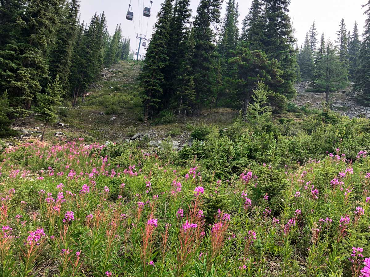 Wildflowers along the trail on the Lake Louise Ski Hill Hike from Lake Louise in Banff National Park