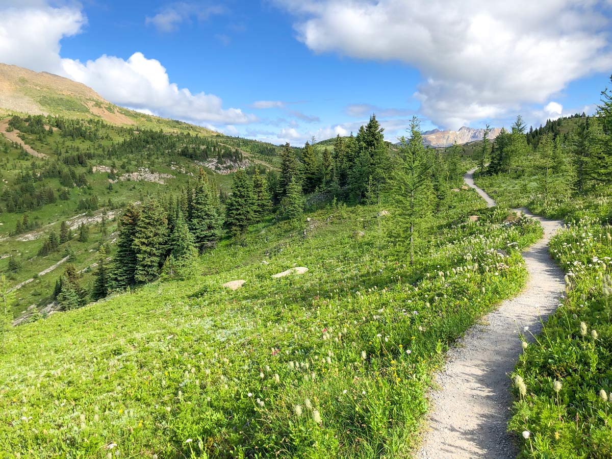 Pretty walk on the Twin Cairns and Monarch Viewpoint Hike near Banff, Alberta