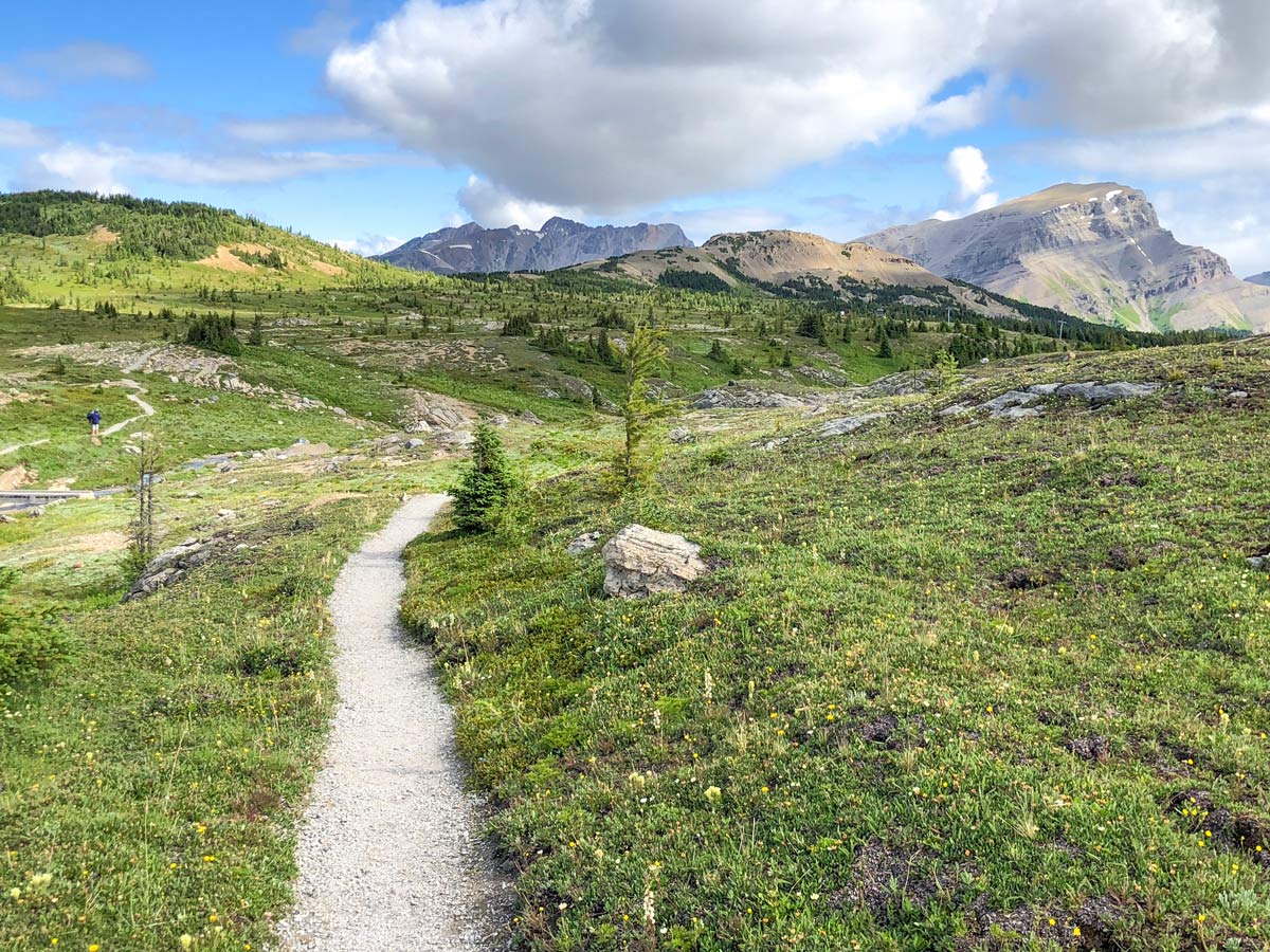 Wildflowers on the Twin Cairns and Monarch Viewpoint Hike near Banff, Alberta