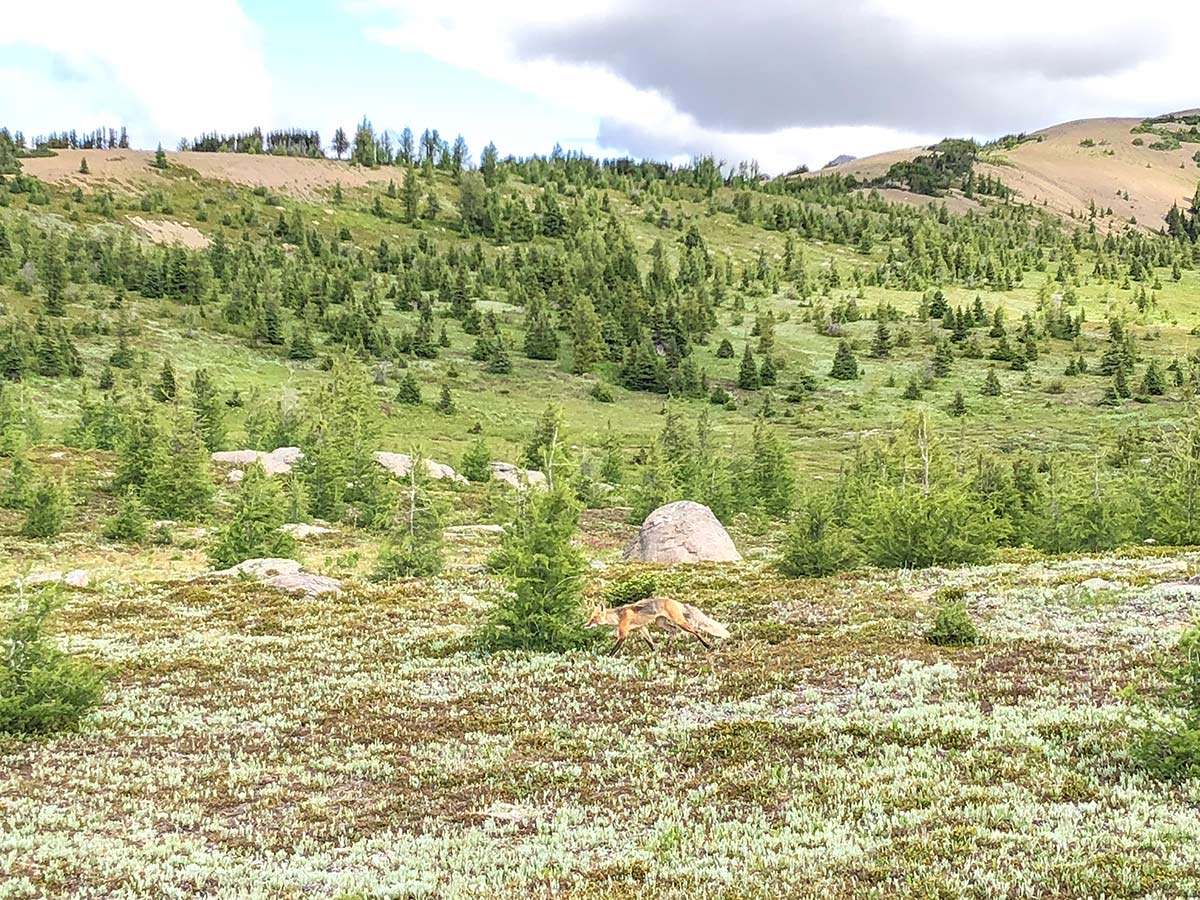 A red fox scampering beside the path of the Twin Cairns and Monarch Viewpoint Hike near Banff, Alberta