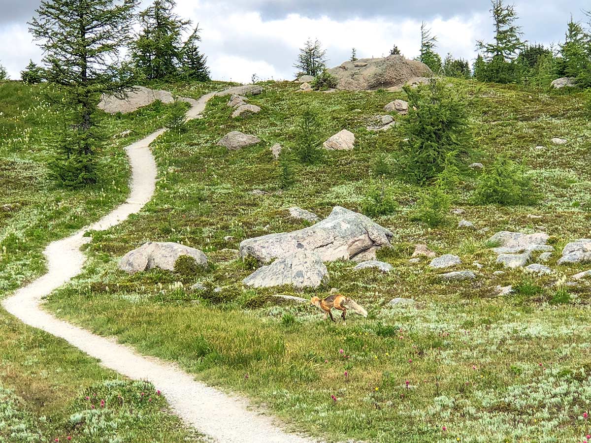 Following the fox to the viewpoint on the Twin Cairns and Monarch Viewpoint Hike near Banff, Alberta