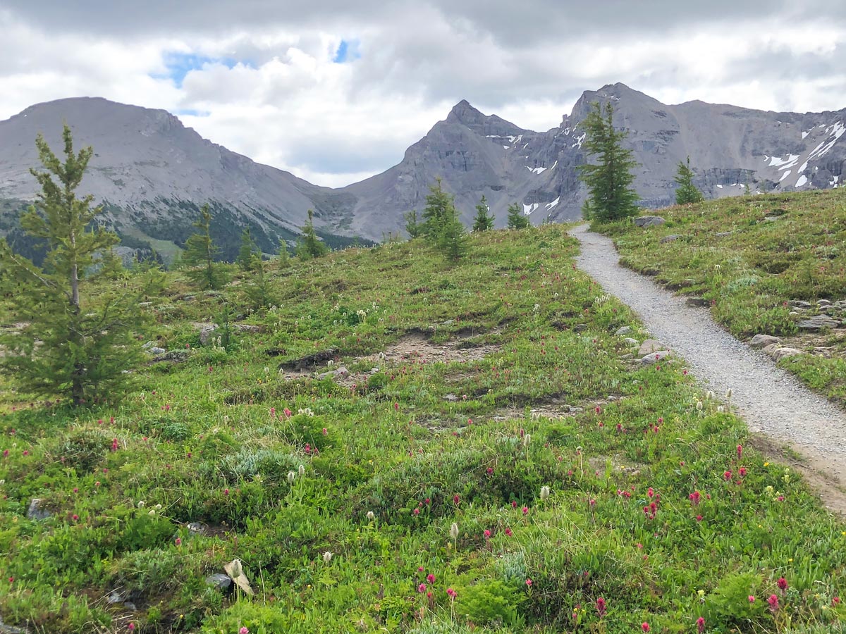 Trail towards the gondola station on the Twin Cairns and Monarch Viewpoint Hike near Banff, Alberta