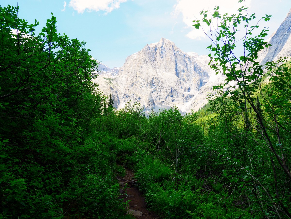 Trail through dense shrubs with President in the background on the Emerald Basin Hike in Yoho National Park, Canada