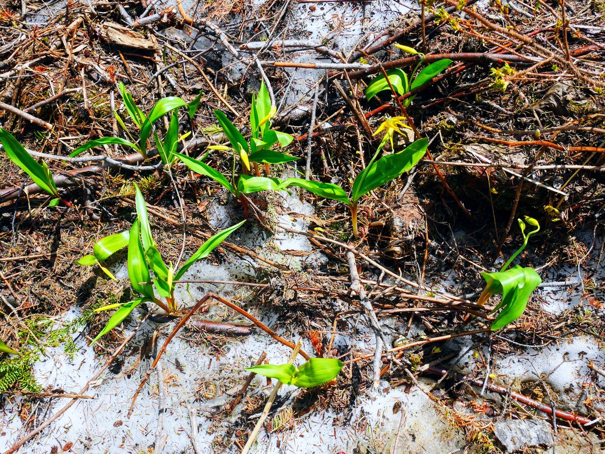 Glacier lilies in avalanche debris on the Emerald Basin Hike in Yoho National Park, Canada