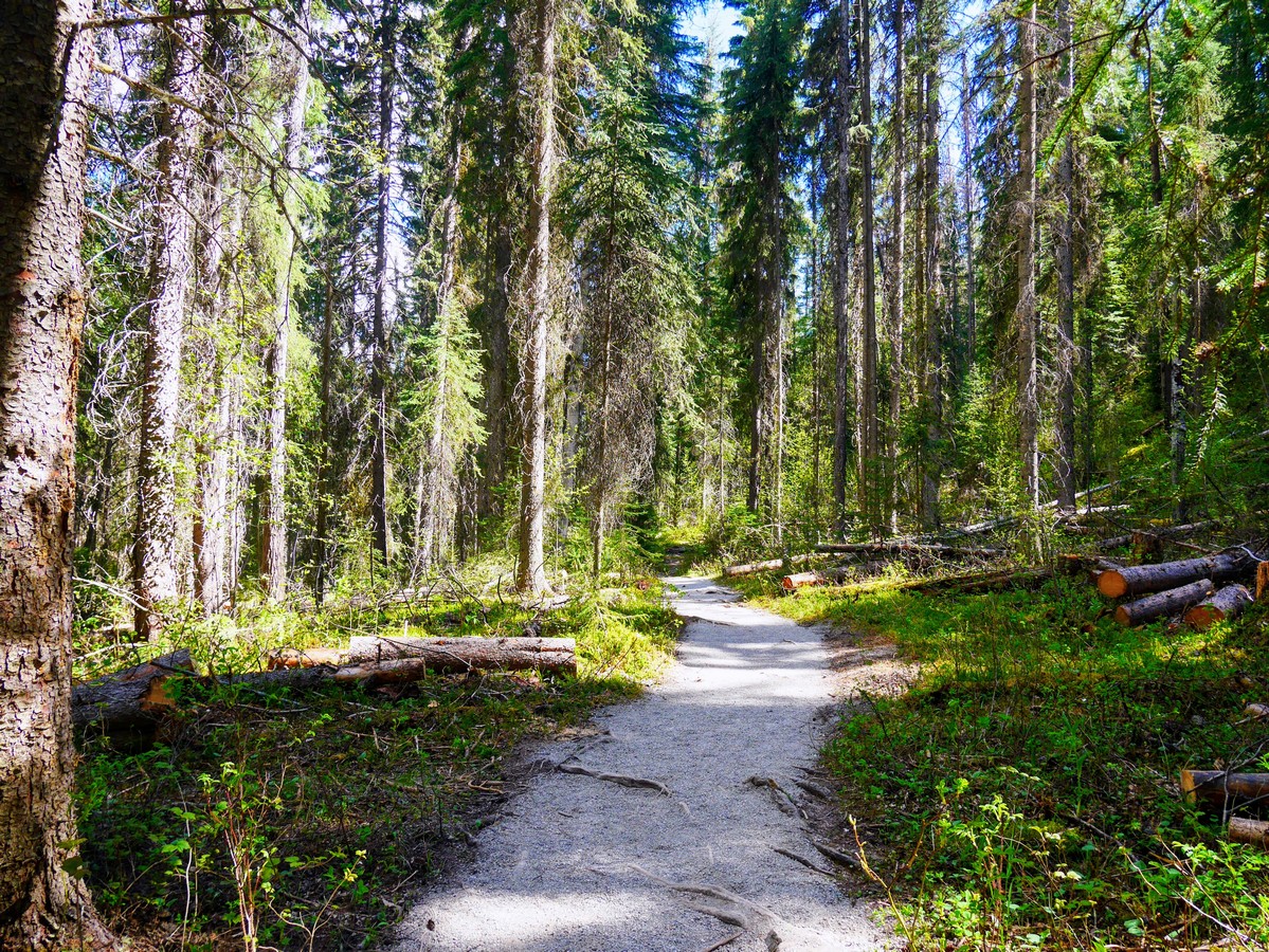Lodgepole pine forest on the Wapta Falls Hike in Yoho National Park, British Columbia