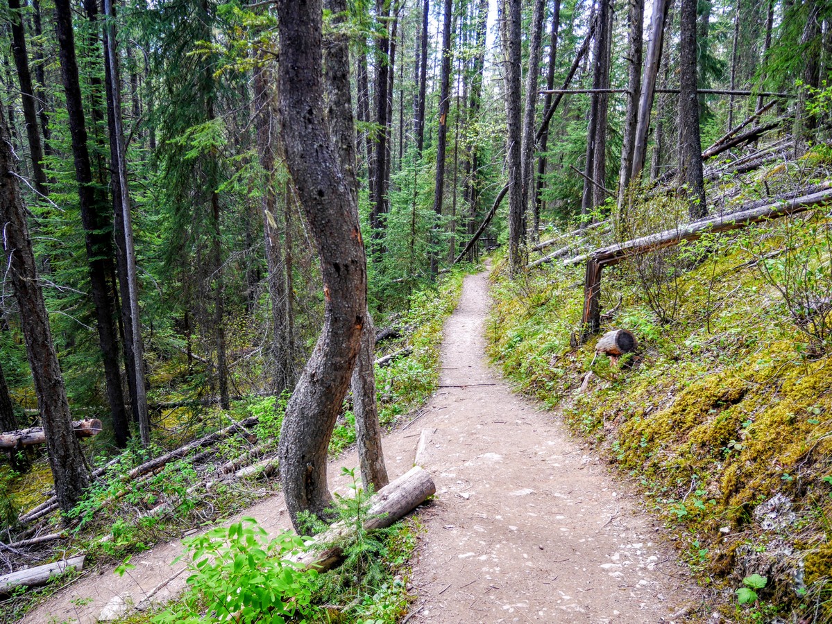 Trail down to waterfall on the Wapta Falls Hike in Yoho National Park, British Columbia