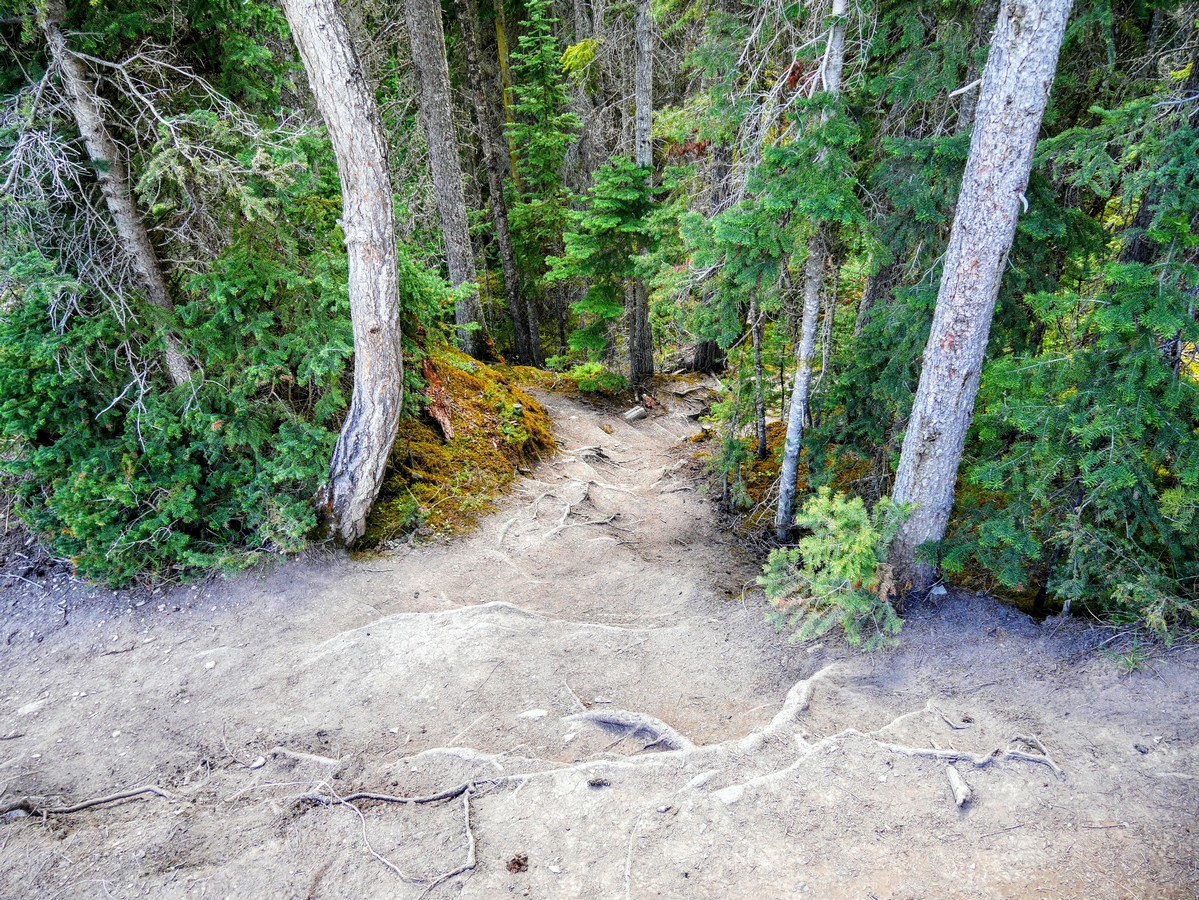 Steep rooty trail on the Wapta Falls Hike in Yoho National Park, British Columbia
