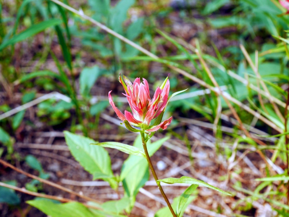 Indian Paintbrush on trail of the Hamilton Lake Hike in Yoho National Park, British Columbia