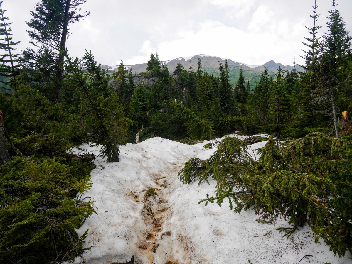 Avalanche path of the Hamilton Lake Hike in Yoho National Park, British Columbia