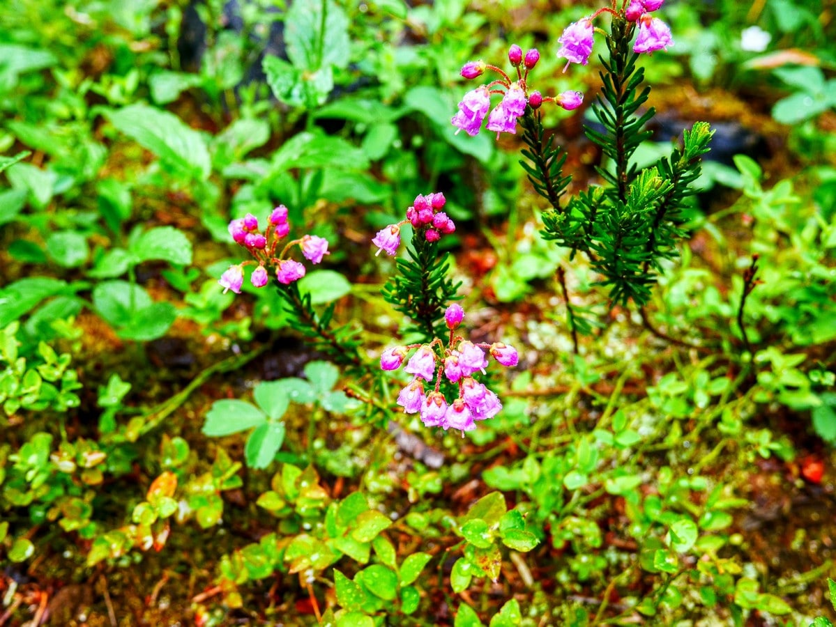 Pink mountain heather on the Yoho Lake Hike in Yoho National Park, British Columbia