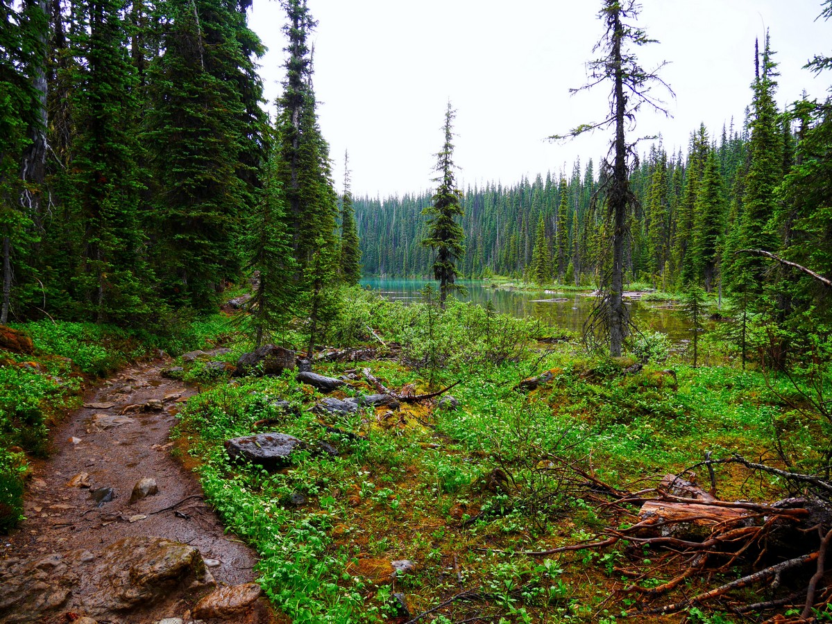 Views from the Yoho Lake Hike in Yoho National Park, British Columbia