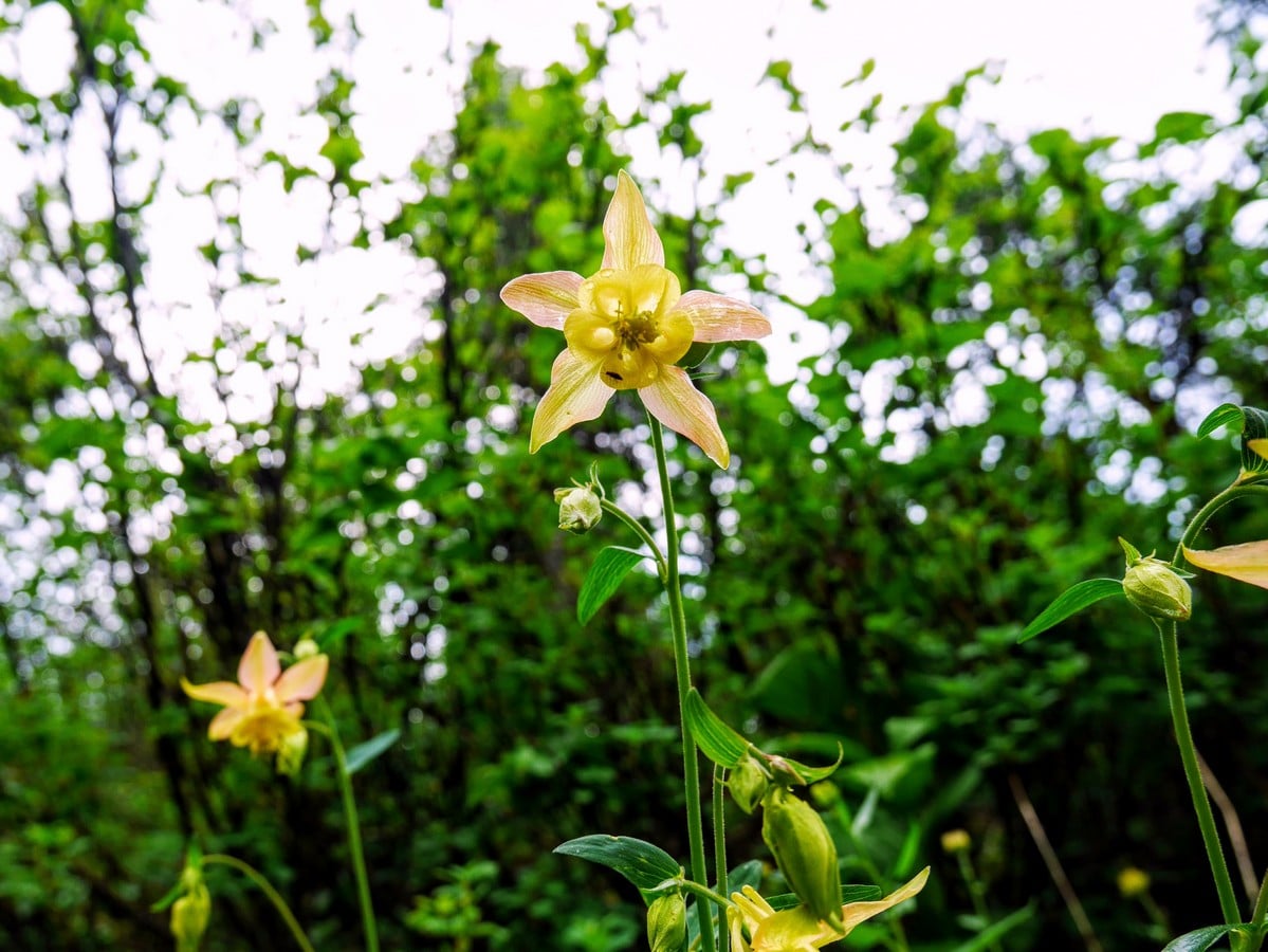 Yellow columbine on the Yoho Lake Hike in Yoho National Park, British Columbia