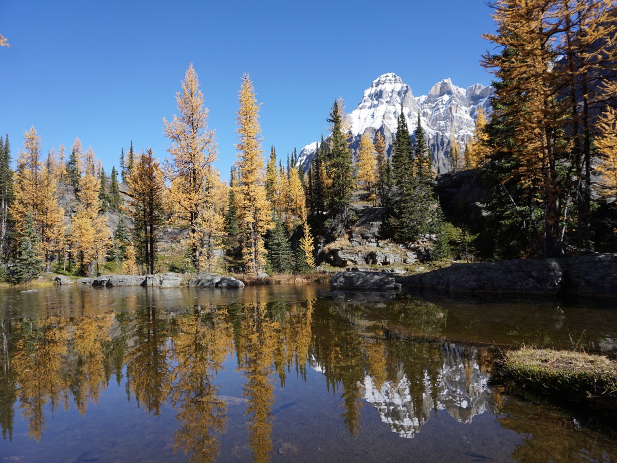 Reflections on a mountain tarn on the Lake O'Hara All Souls Route Hike in Yoho National Park, Canada