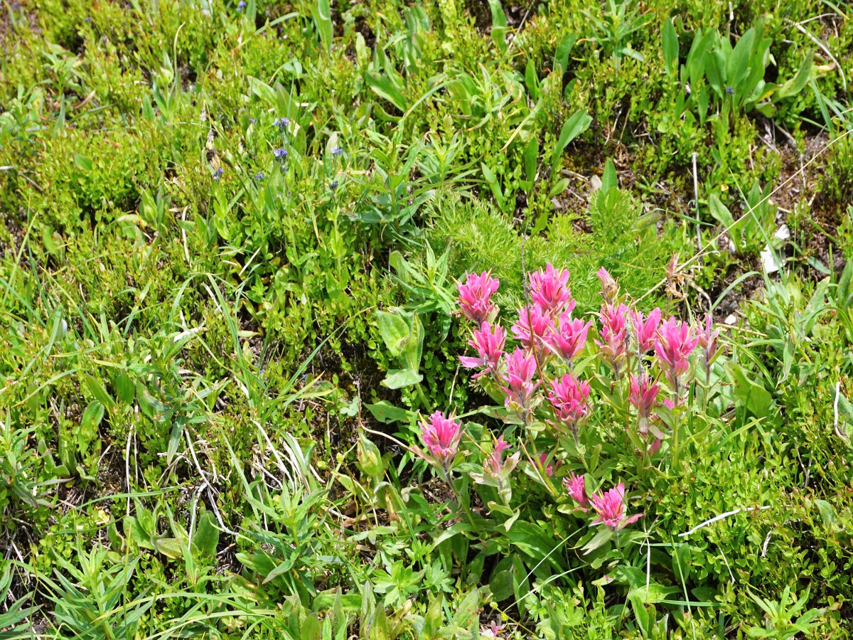 Wildflowers on the Niles Meadow and Sherbrooke Lake Hike in Yoho National Park, Canada
