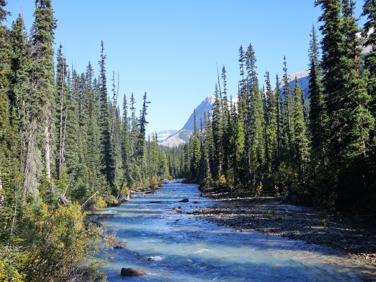 Stunning river views on the Twin Falls and Whaleback Hike in Yoho National Park, Canada