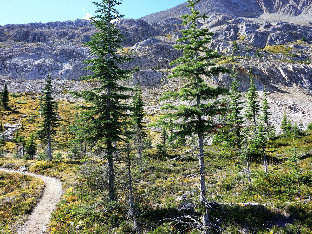 Good trail on the Twin Falls and Whaleback Hike in Yoho National Park, Canada