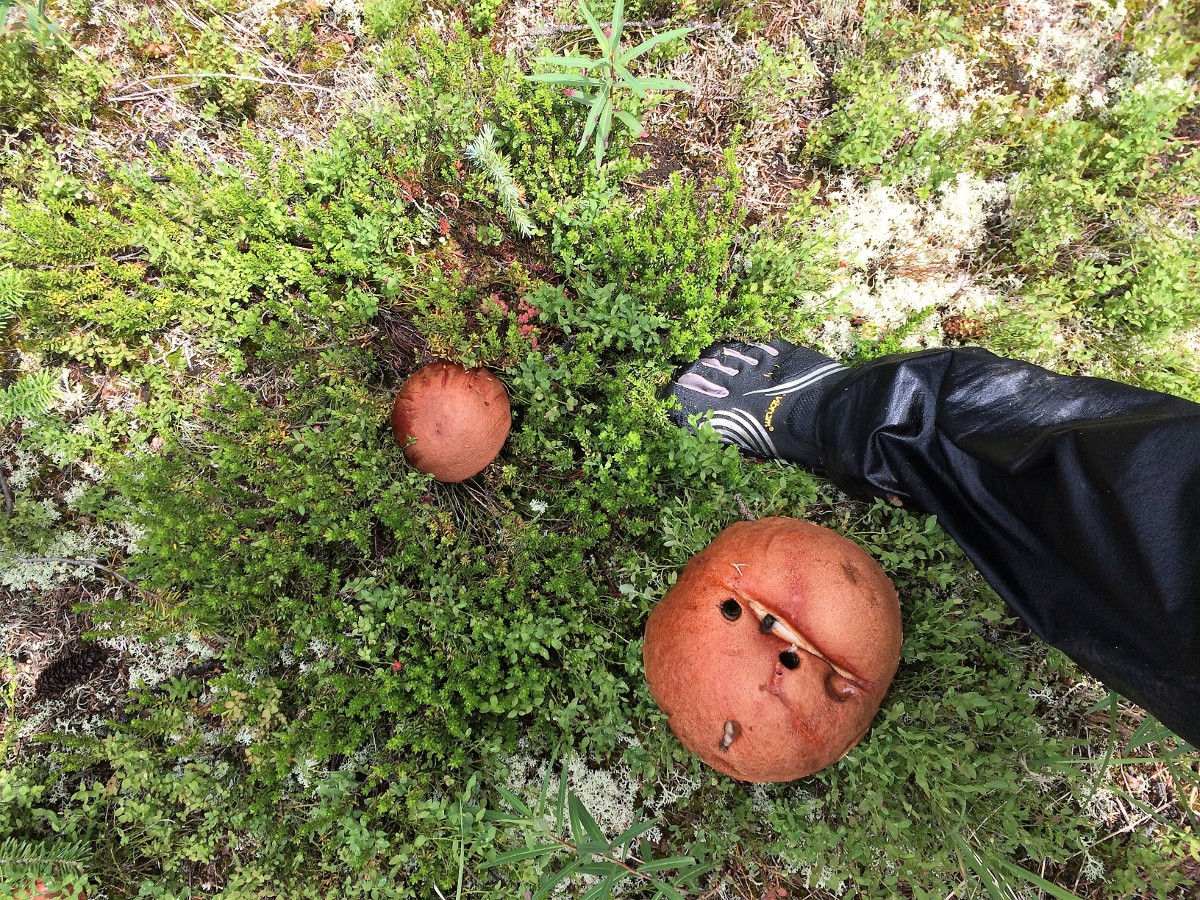 Mushrooms along the trail on the Crowfoot Pass and Balfour Viewpoint Hike from the Icefields Parkway near Banff National Park