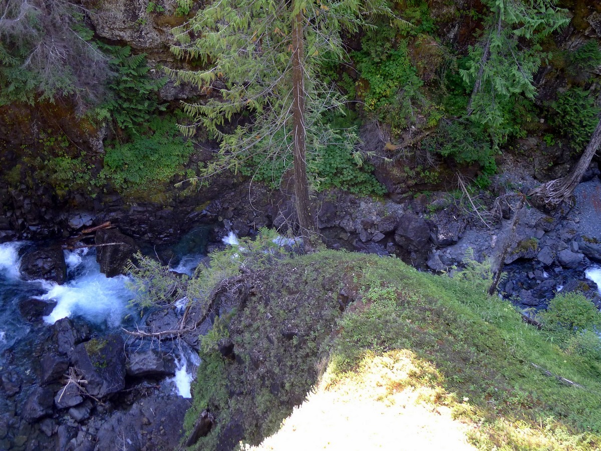 Moss on the Lady Falls Hike in Strathcona Provincial Park, BC