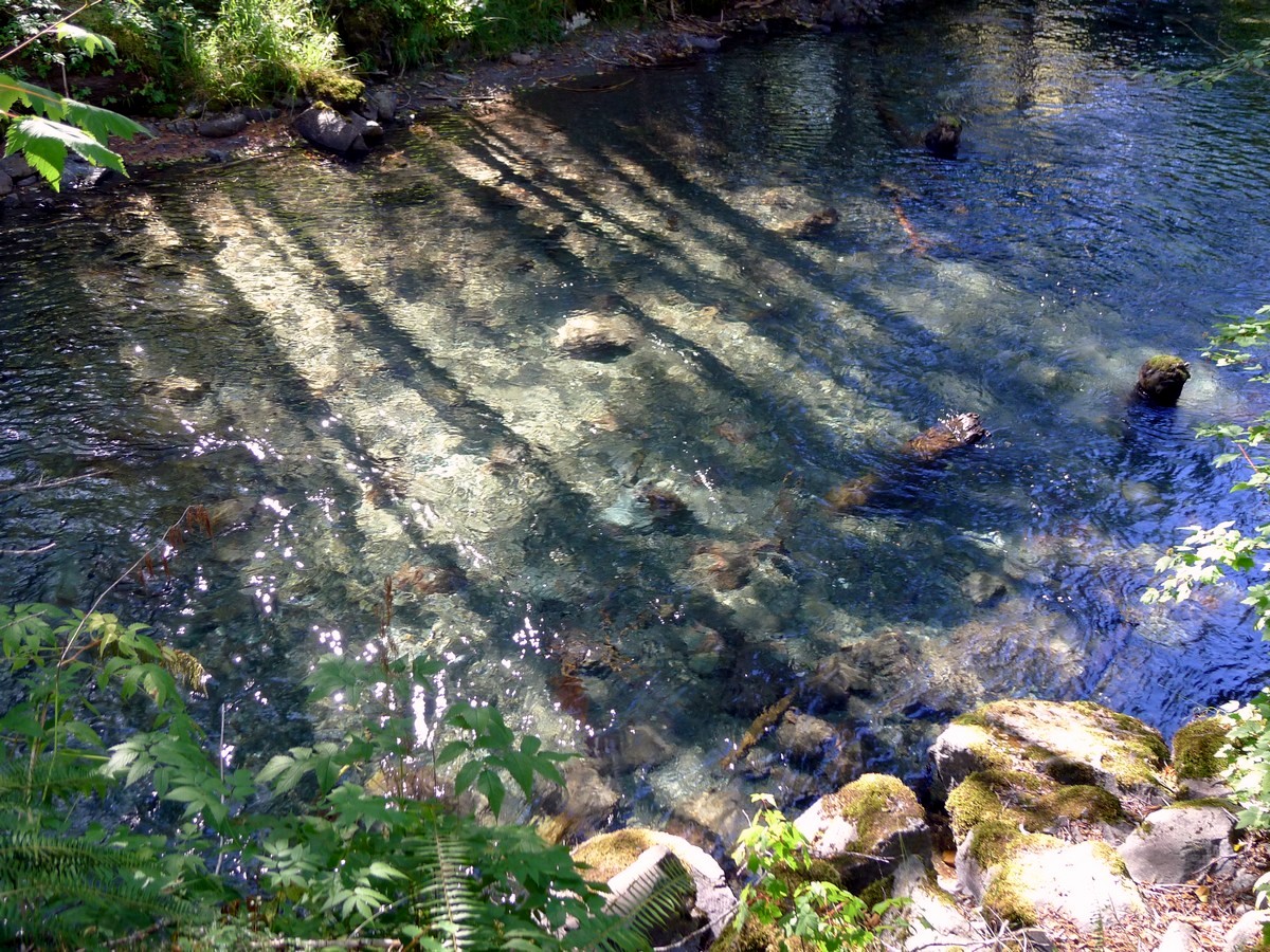 Crystal clear creek on the Lady Falls Hike in Strathcona Provincial Park, BC