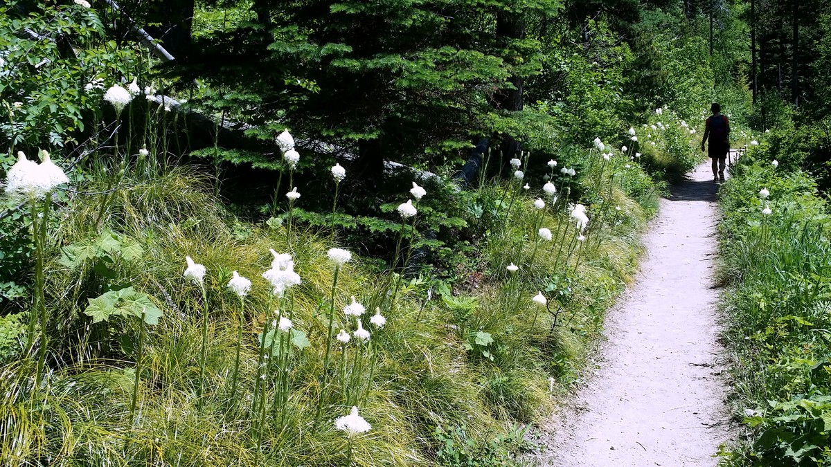 Bear grass on the Bertha Lake and Falls Hike in Waterton Lakes National Park, Canada