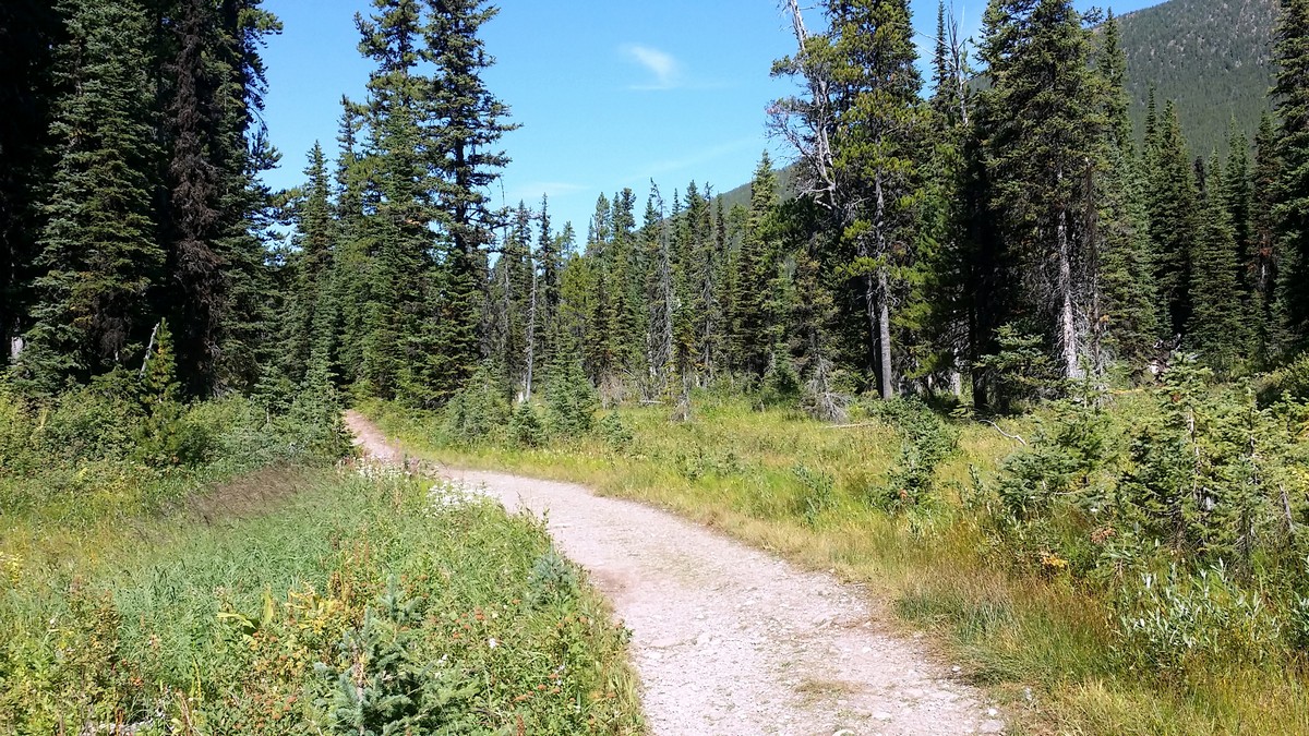 Path of the Wall Lake Hike in Waterton Lakes National Park, Canada