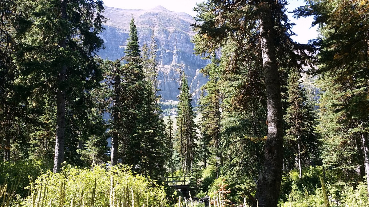 Bridge with headwalls on the Wall Lake Hike in Waterton Lakes National Park, Canada