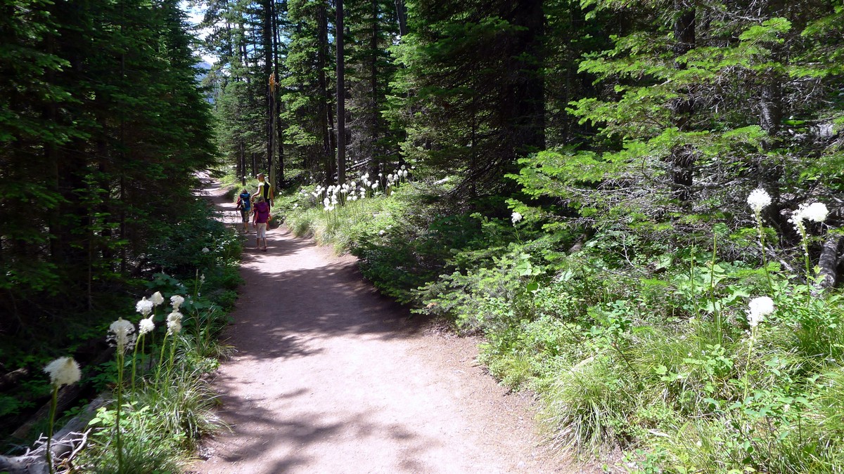 Blakiston Falls trail on the Red Rock Canyon / Blakiston Falls Hike in Waterton Lakes National Park, Canada