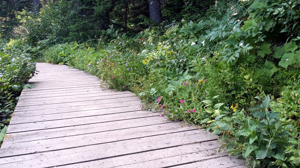 Boardwalk of the Cameron Lakeshore Hike in Waterton Lakes National Park, Alberta