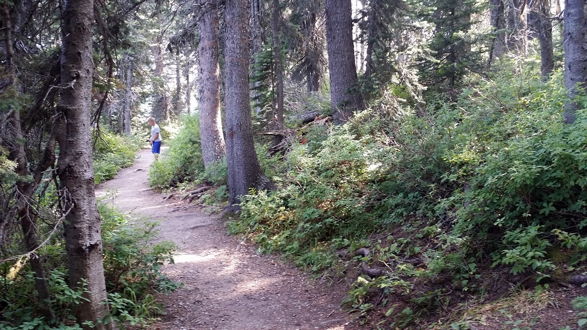 Route of the Cameron Lakeshore Hike in Waterton Lakes National Park, Alberta