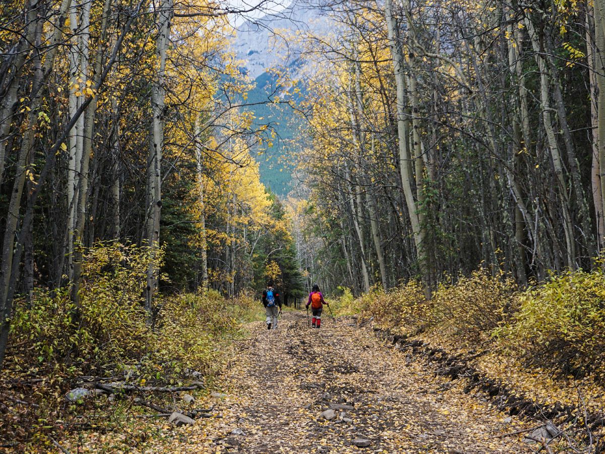 People hiking at Centennial Pass and Mount Allan Summit Hike in Canmore