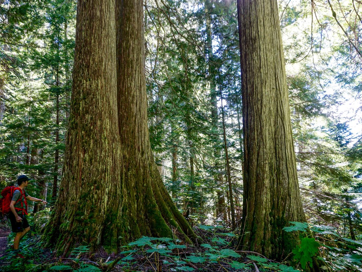 Trees at Cheakamus Lake Hike in Whistler