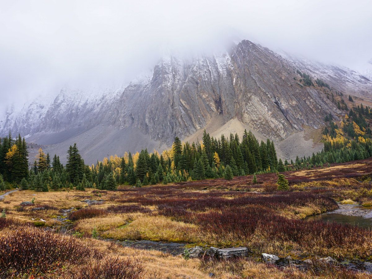 Trees on the Chester Lake Hike from Smith-Dorrien Trail in Kananaskis, near Canmore