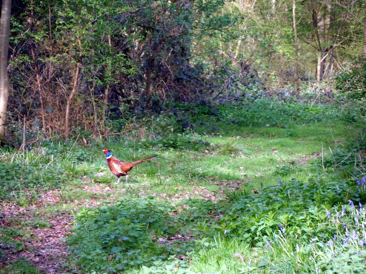 Pheasant in the field on the Pegsdon and Deacon Hill Hike in Chiltern Hills, England