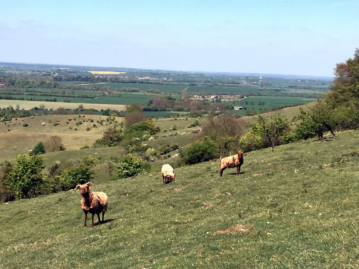 Sheep on the hillside on the Pegsdon and Deacon Hill Hike in Chiltern Hills, England