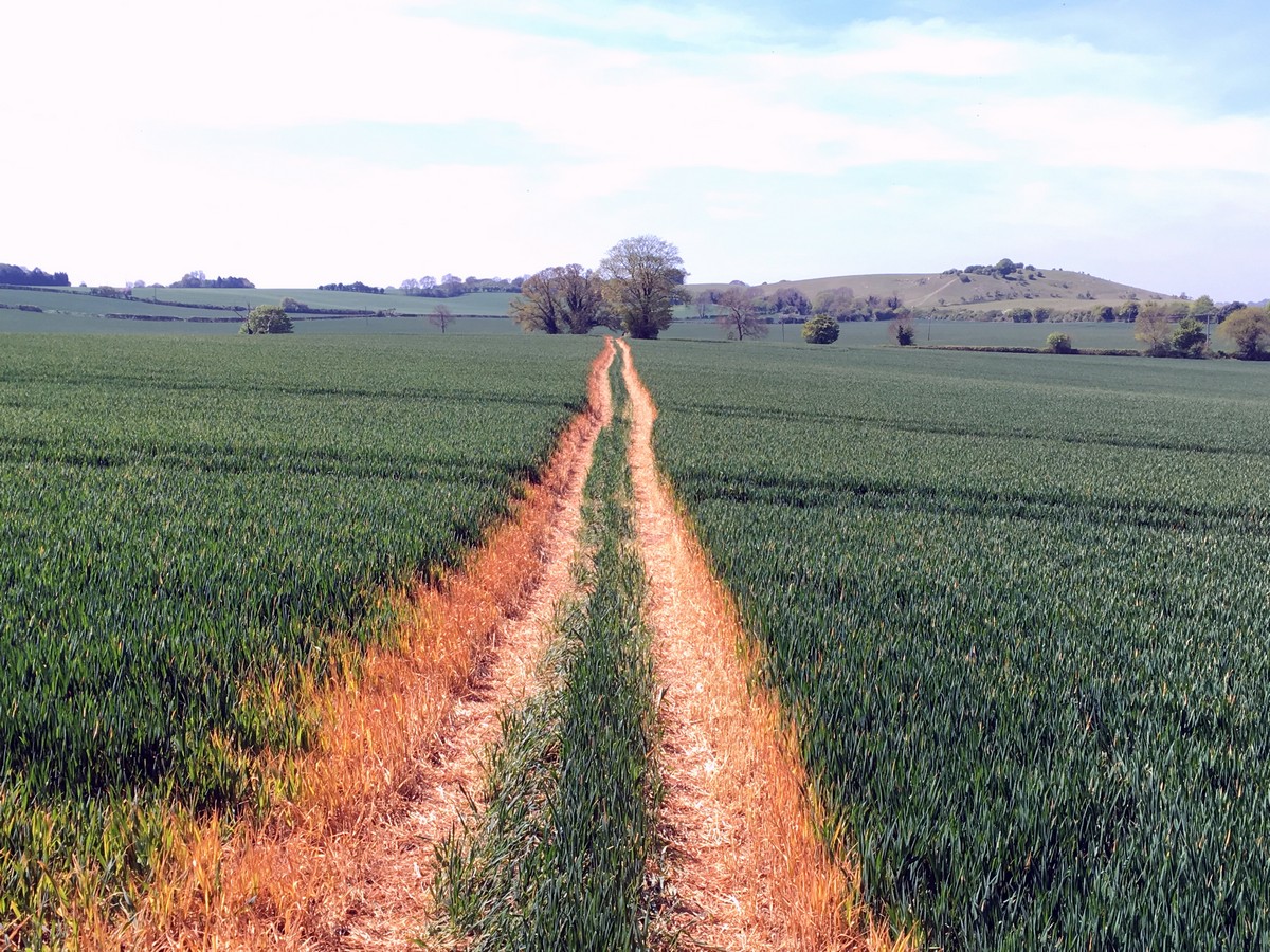 Trail through the field on the Pegsdon and Deacon Hill Hike in Chiltern Hills, England