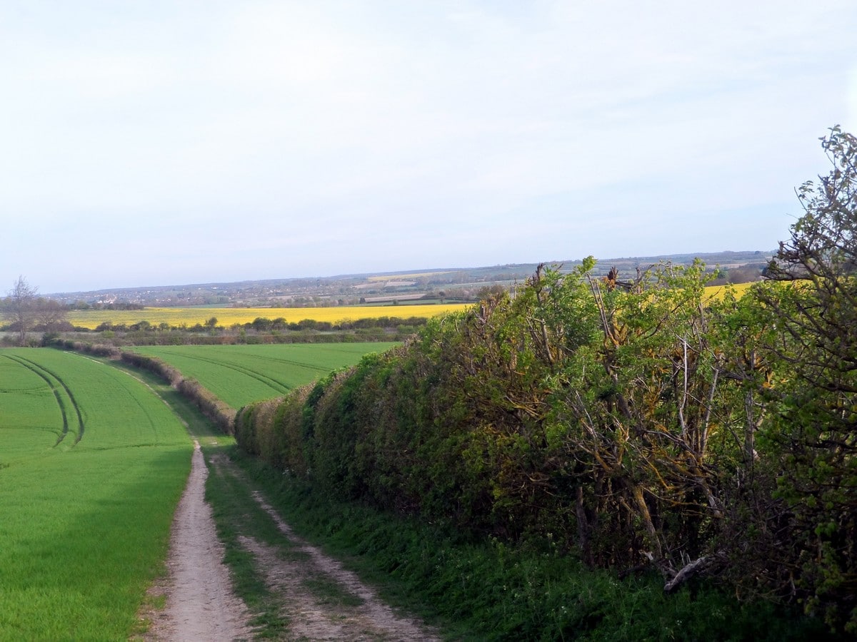 Canola fields in bloom on the Pegsdon and Deacon Hill Hike in Chiltern Hills, England