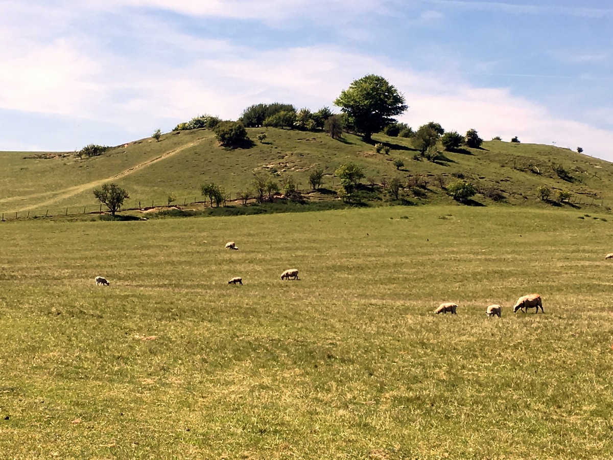 View of deacon hill from below on the Pegsdon and Deacon Hill Hike in Chiltern Hills, England