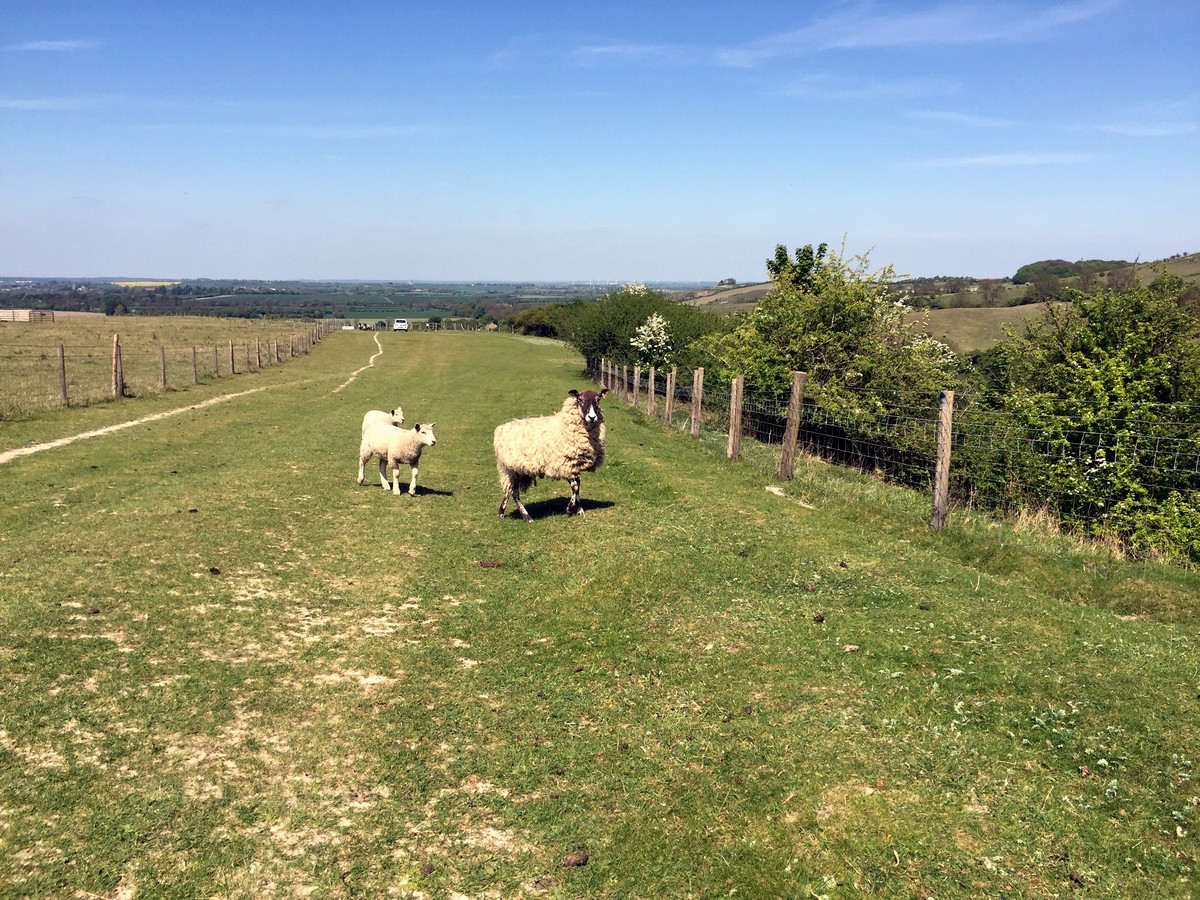 sheep on the trail on the Pegsdon and Deacon Hill Hike in Chiltern Hills, England