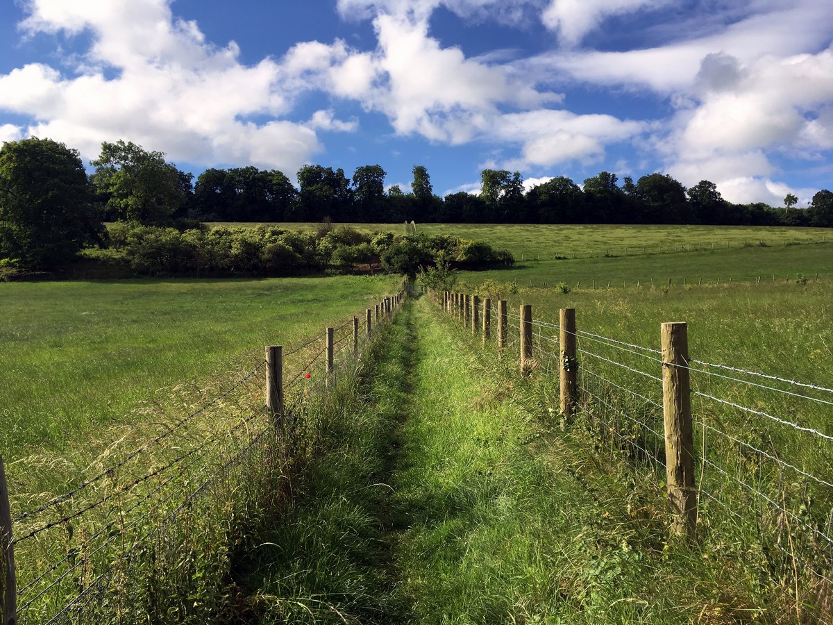 View of high wood on the Hurley Loop Hike in Chiltern Hills, England