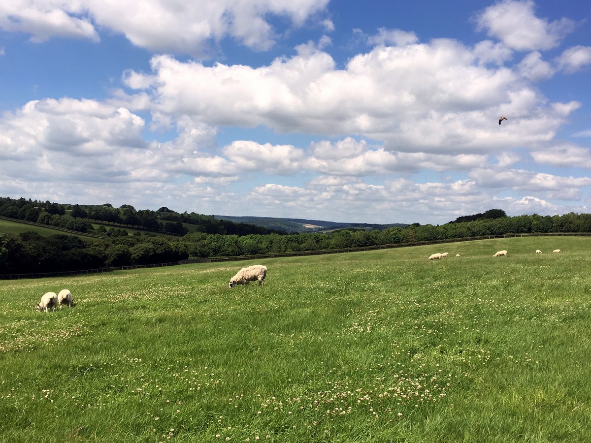 Farmland near Pudding Hill on the Hurley Loop Hike in Chiltern Hills, England