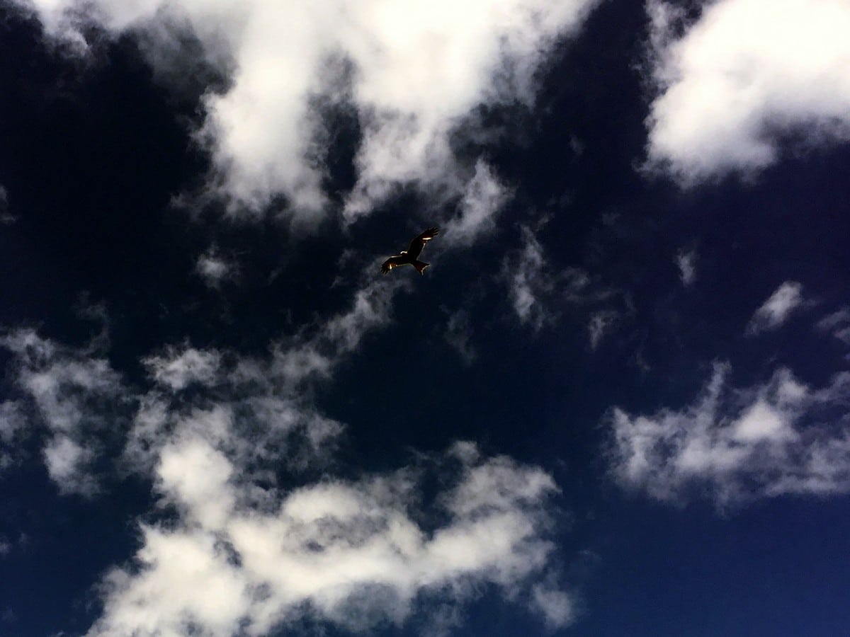 Red Kite flying above Pudding Hill on the Hurley Loop Hike in Chiltern Hills, England