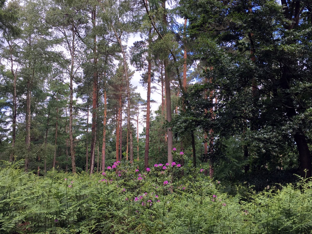 Rhododendrons in Ashley Wood on the Hurley Loop Hike in Chiltern Hills, England