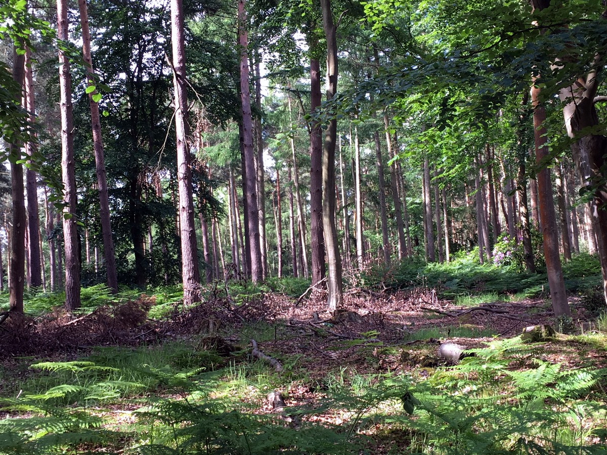 Ashley Wood on the Hurley Loop Hike in Chiltern Hills, England