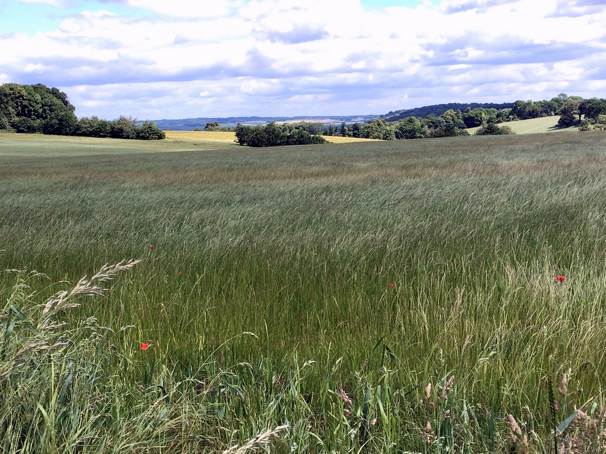 Berkshire College of Agriculture on the Hurley Loop Hike in Chiltern Hills, England