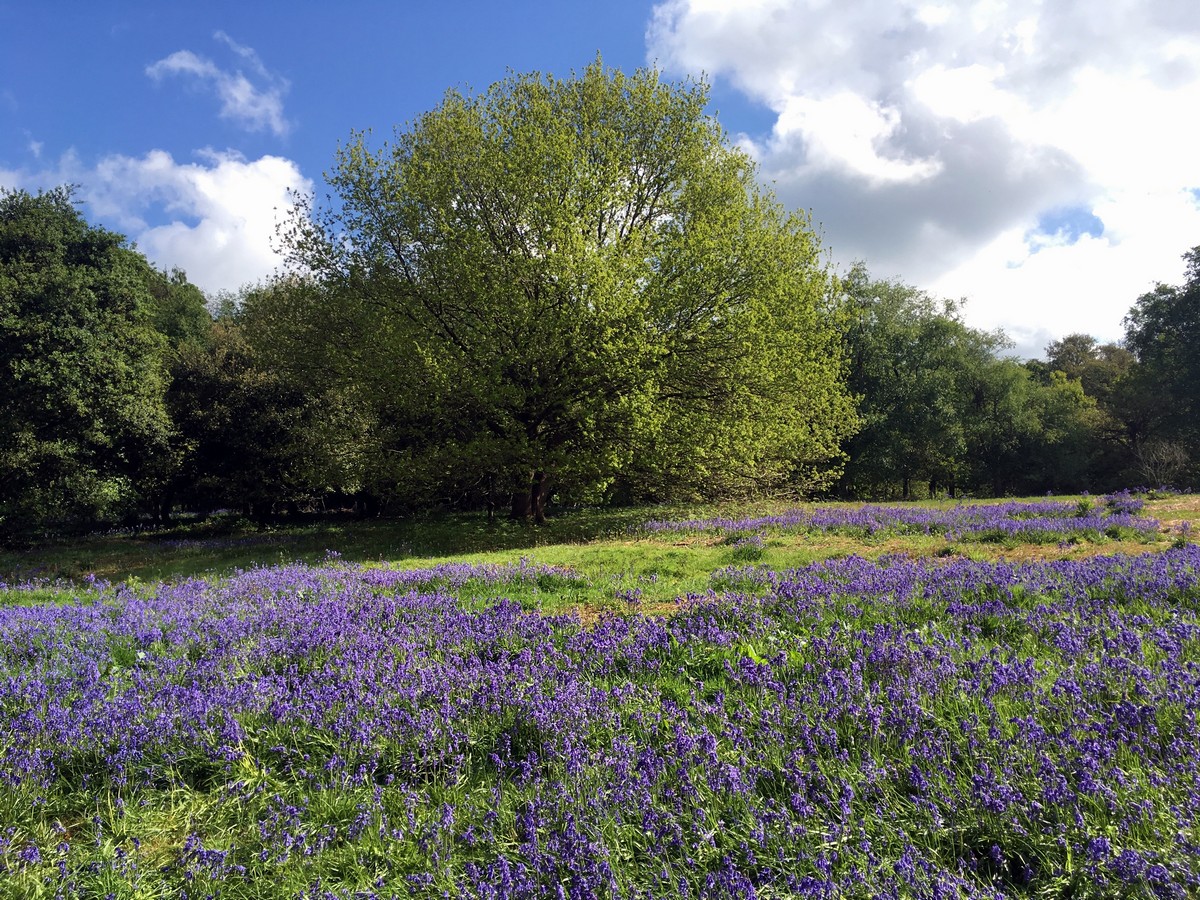 Bluebells in spring on the Ashridge Boundary Trail Hike in Chiltern Hills, England