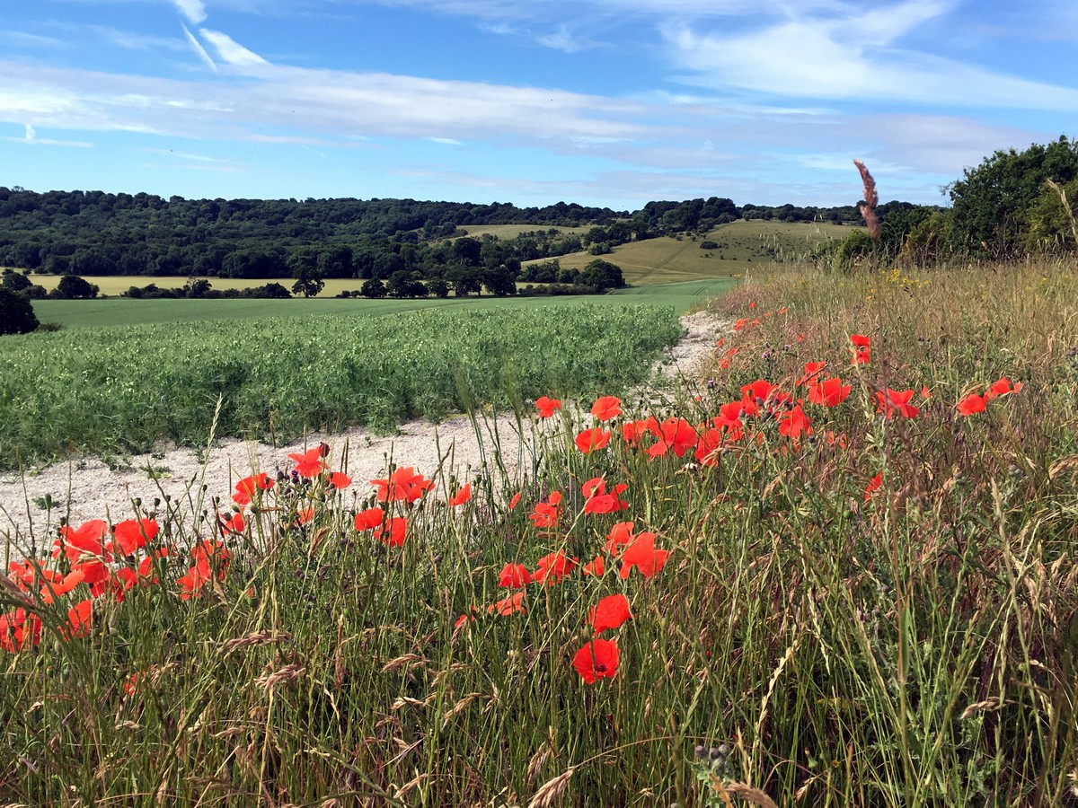 Crops and poppies on the Ashridge Boundary Trail Hike in Chiltern Hills, England