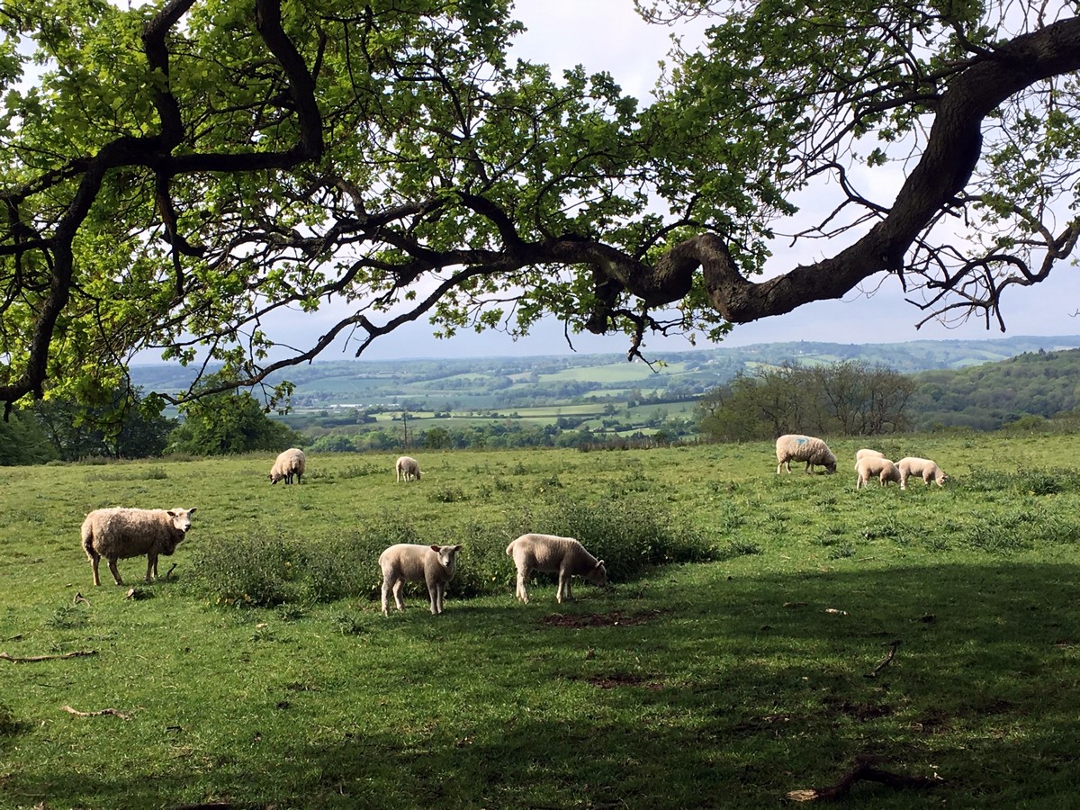 Sheep grazing on the Ashridge Boundary Trail Hike in Chiltern Hills, England