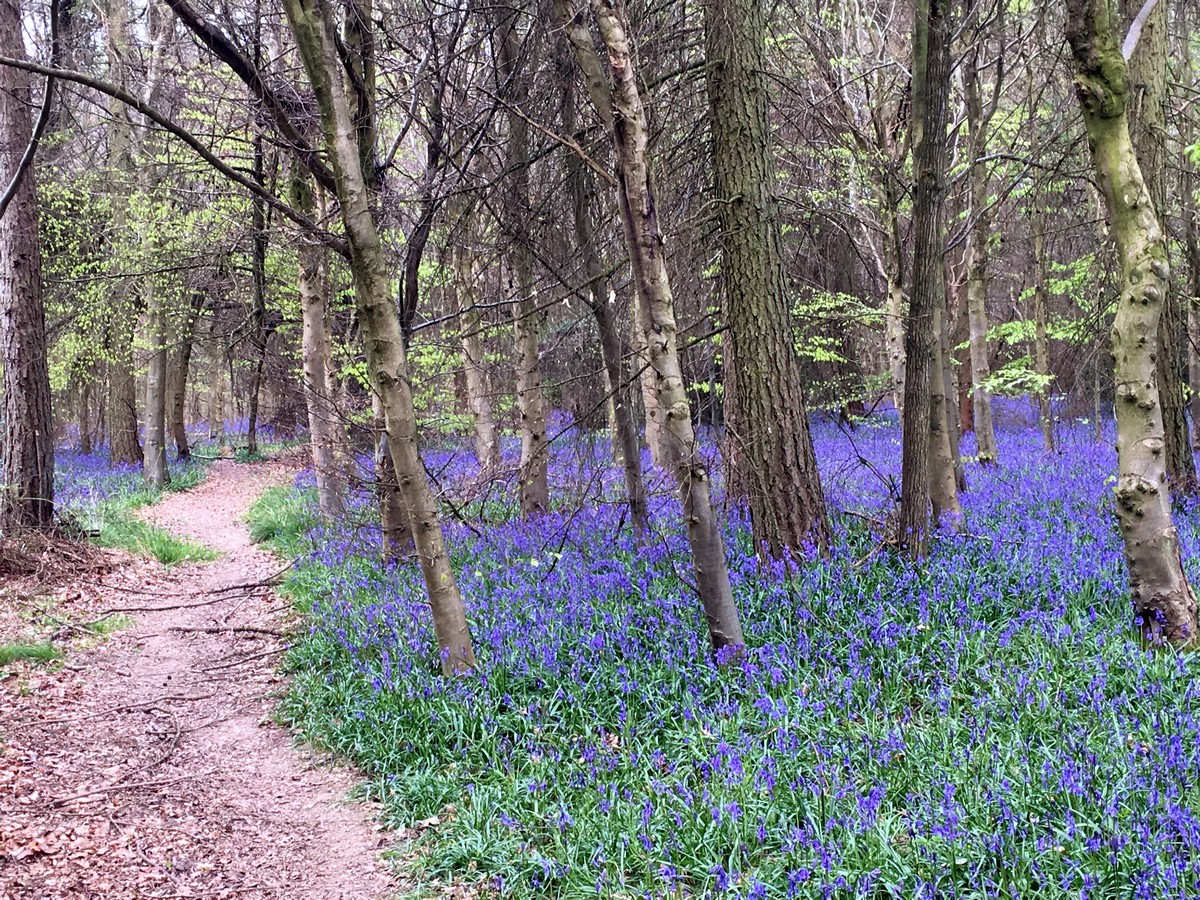 Bluebells in spring on the Wendover Loop Hike in Chiltern Hills, England